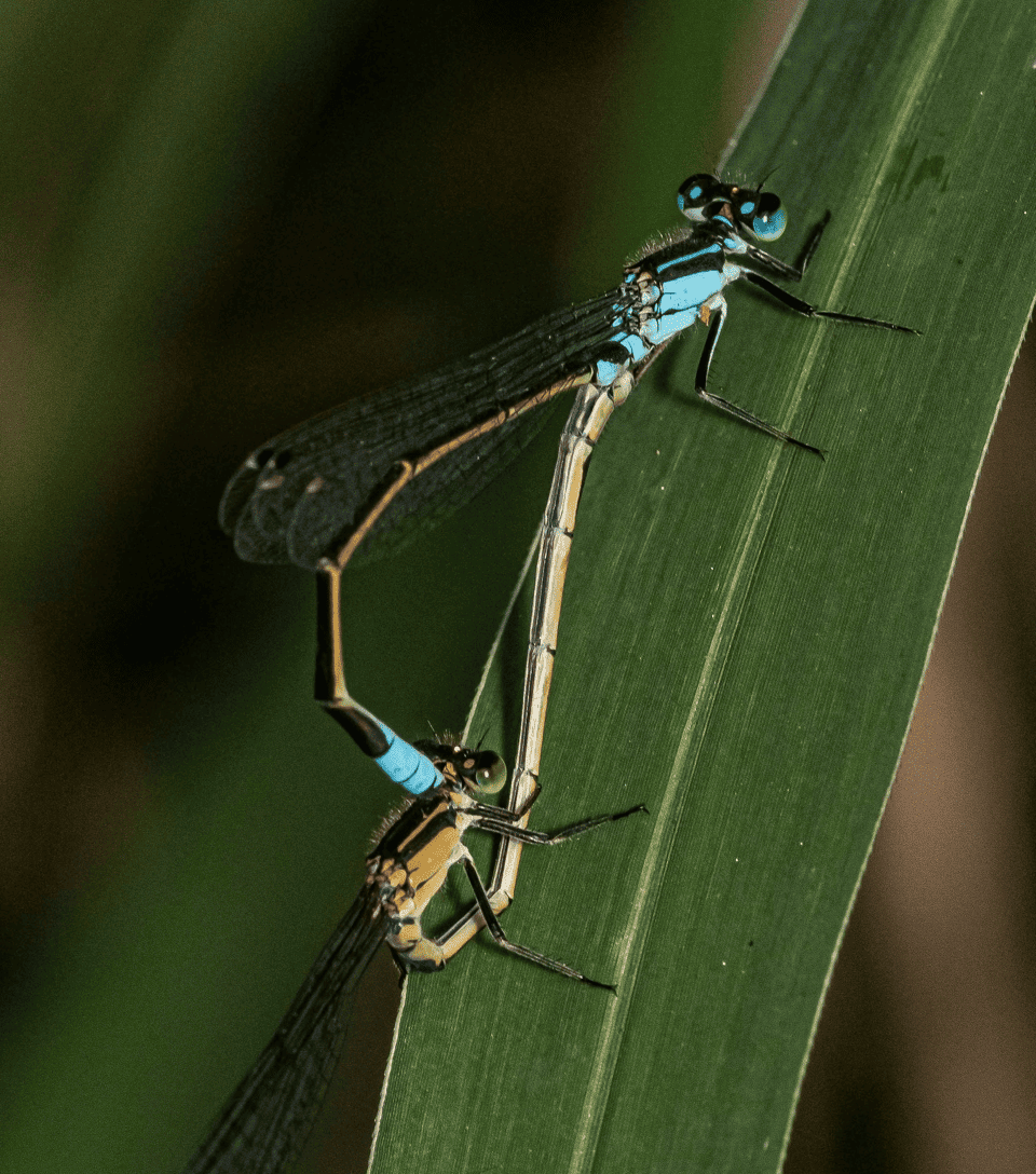 Demoiselles bleues posées sur une feuille vert foncé dans une étude de nature en gros plan