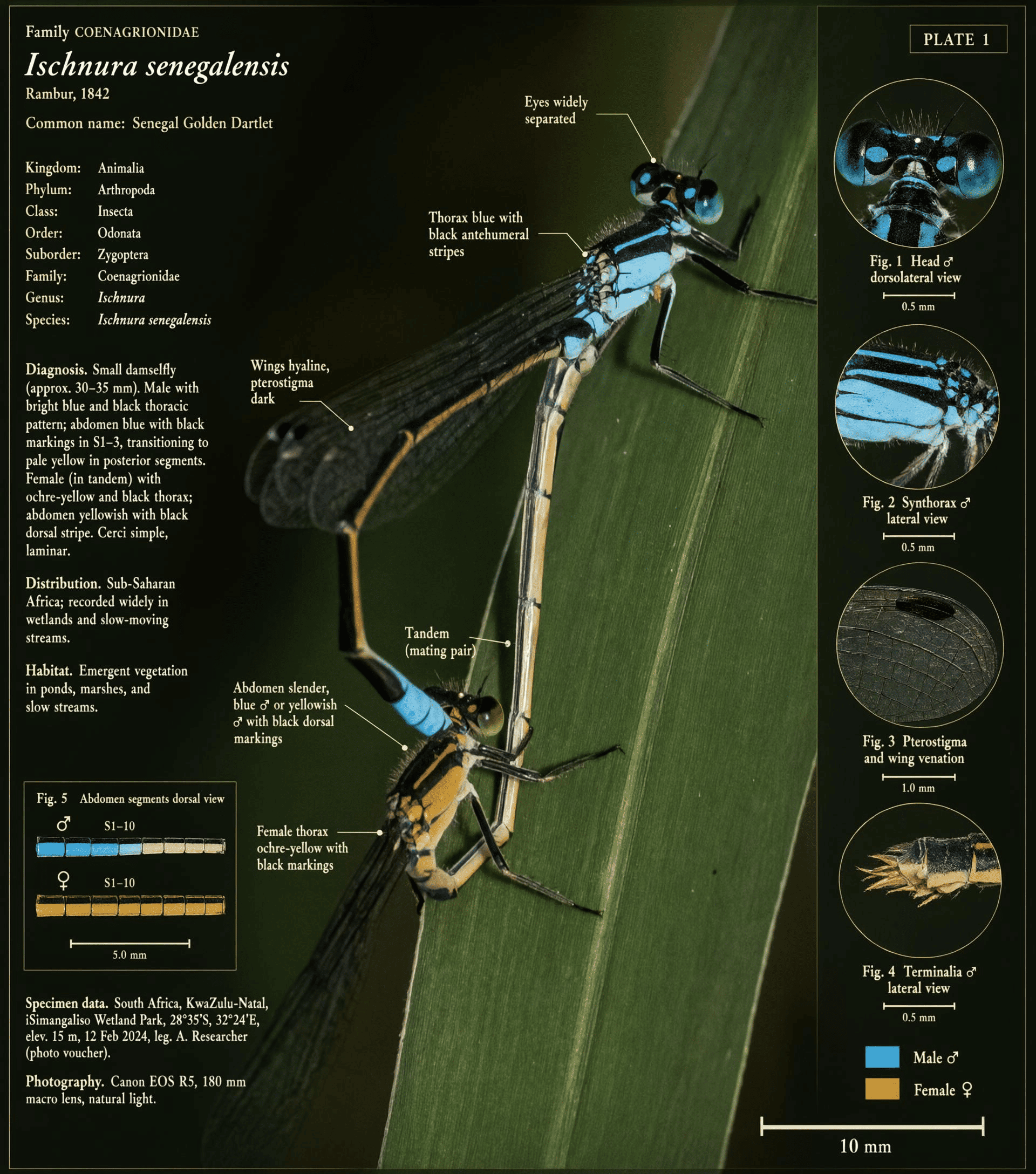 Scientific identification plate showing Senegal golden dartlet damselflies with labeled details.